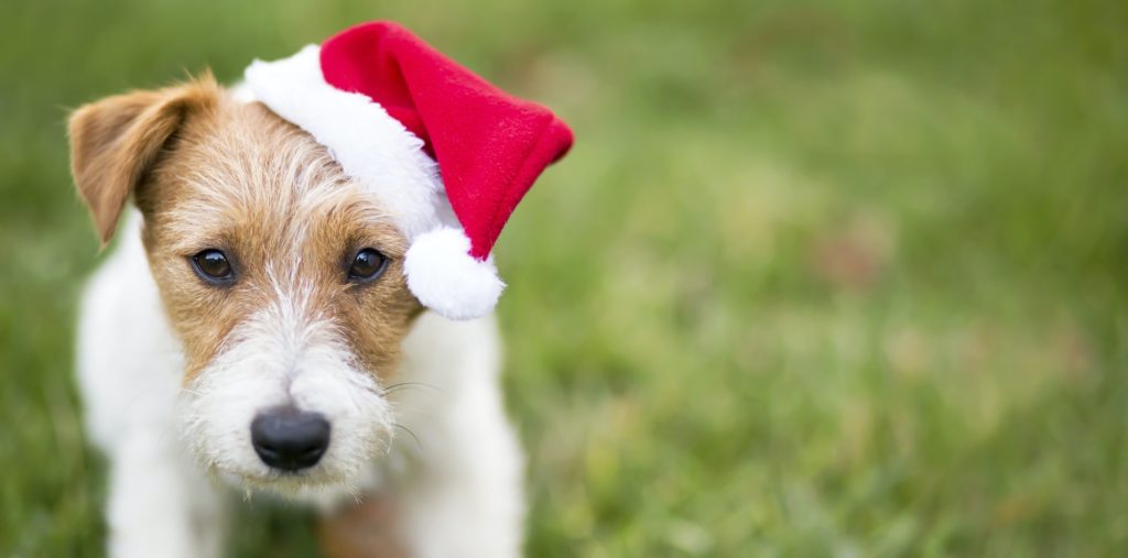 Santa dog banner