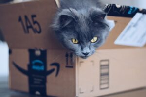 Gray cute fluffy kitty cat sitting in an Amazon Prime parcel delivery cardboard box