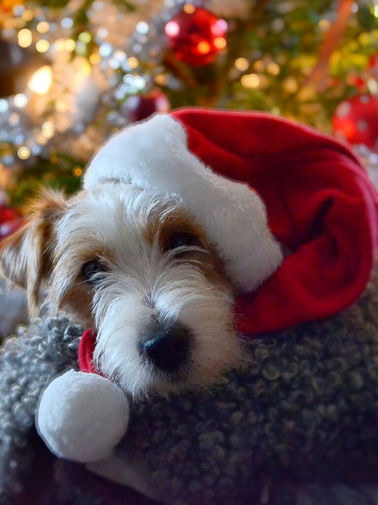 Santa dog