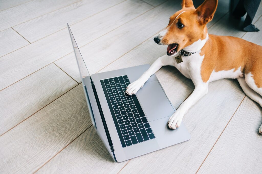 Shocked funny Basenji dog with open mouth looking on laptop computer display.