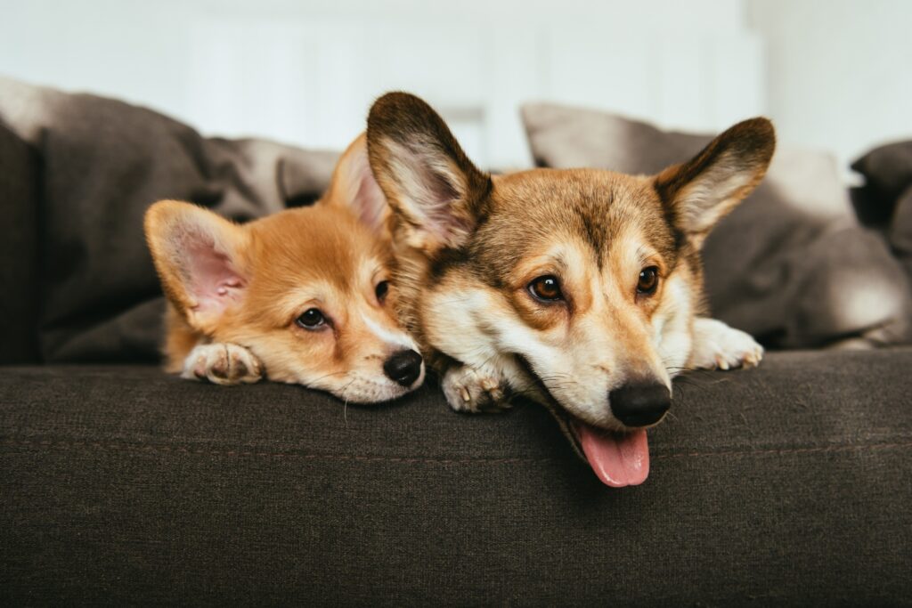 Close up View of Welsh Corgi Dogs Laying on Sofa at Home Close up View of Welsh Corgi Dogs Laying on Sofa at Home