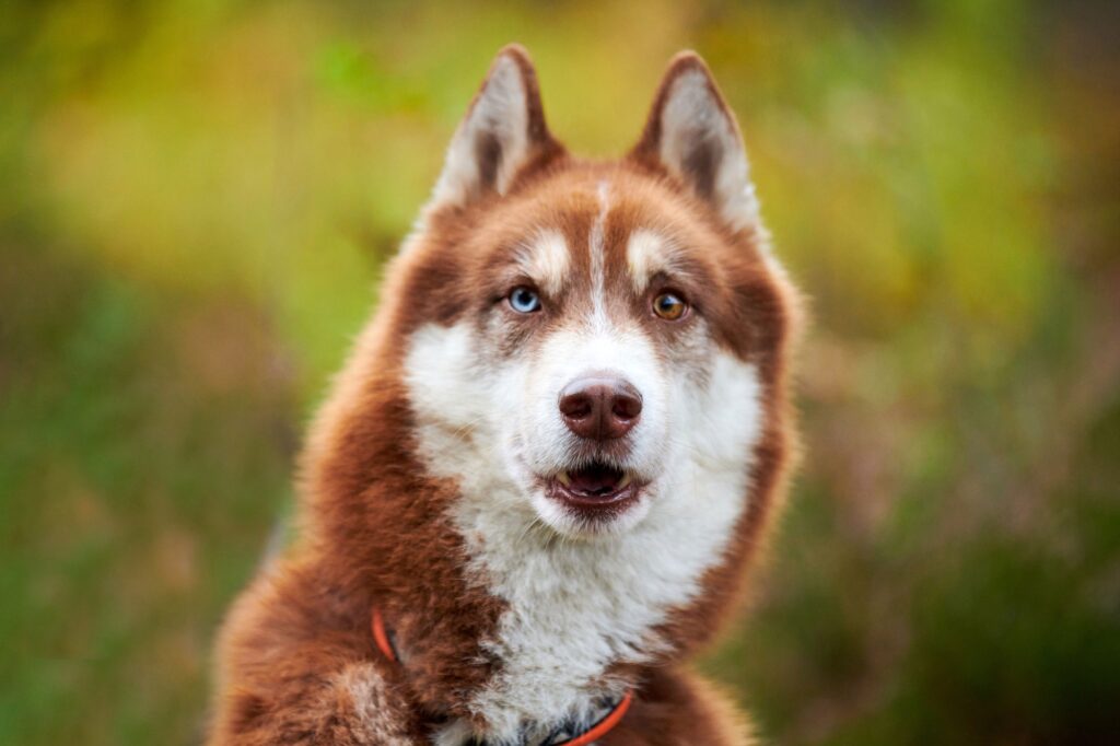 Funny Siberian Husky dog surprised, Siberian Husky dog muzzle, green blurred background Funny Siberian Husky dog surprised, Siberian Husky dog muzzle, green blurred background