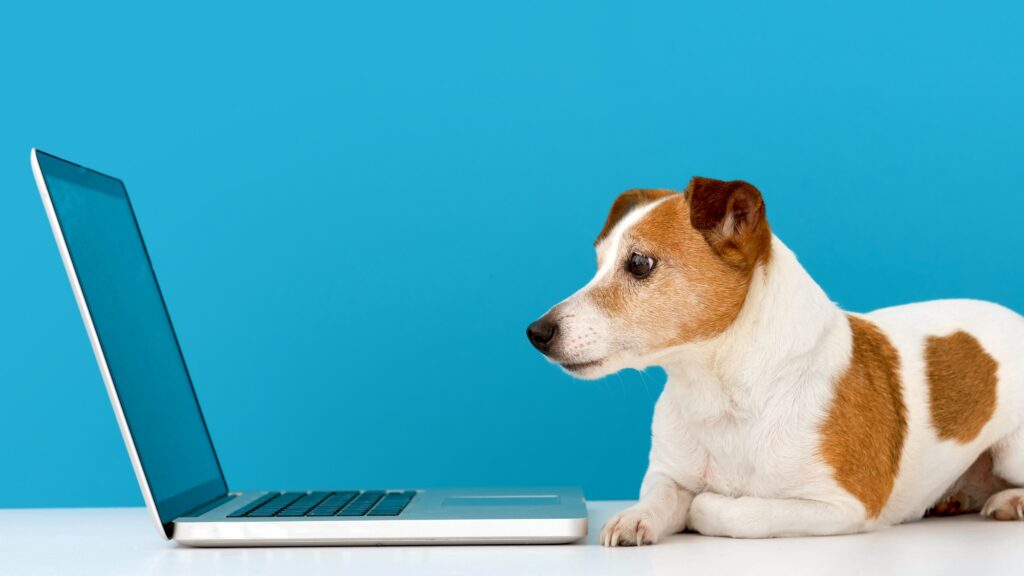 Dog looking at laptop with interest Dog looking at laptop with interest