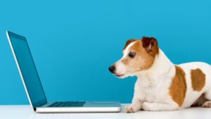Dog looking at laptop with interest